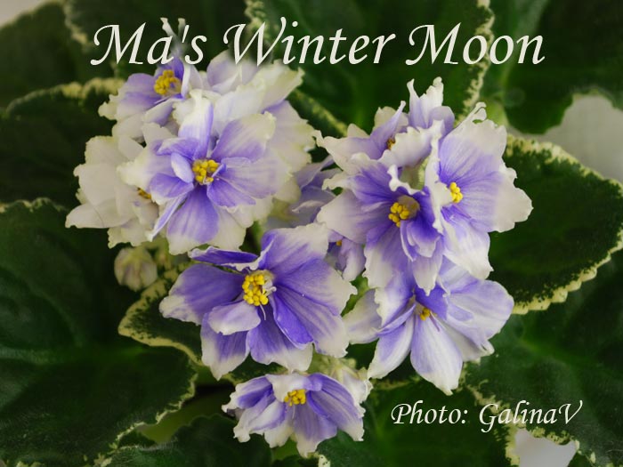 mas-winter-moon_df.jpg