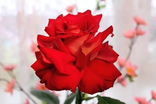0_5ba21_18454996_L.jpg