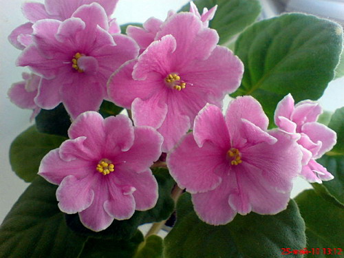 DSC00716.jpg