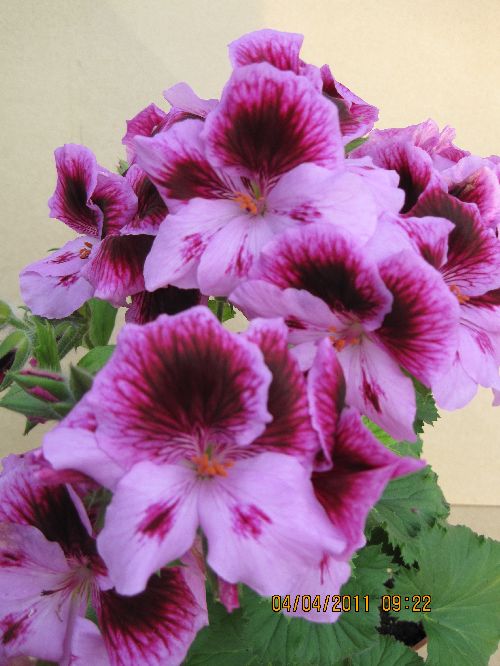 Pelargonium Aristo Lavender,.jpg