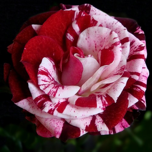 rosa.jpg