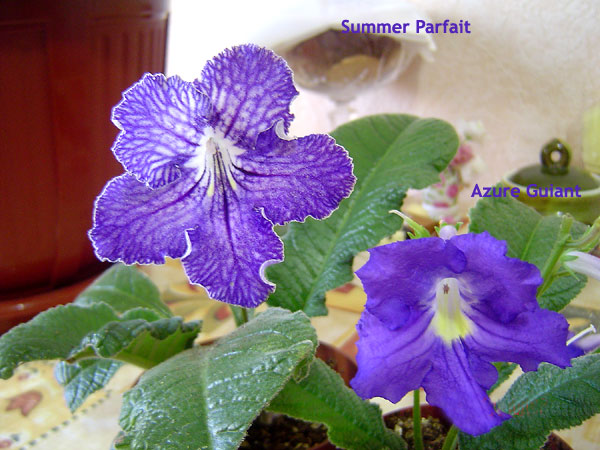 Summer-Parfait-&Azure-Guian.jpg