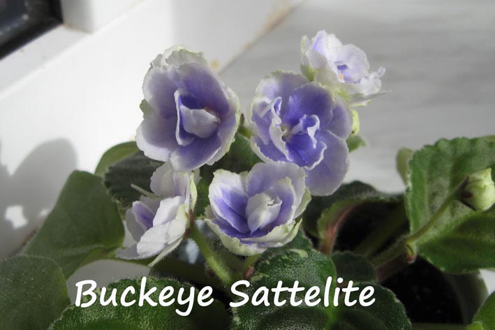 Buckeye Sattelite_2b.jpg