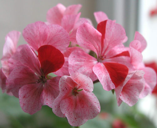 RaspberryRippel  geranium.jpg