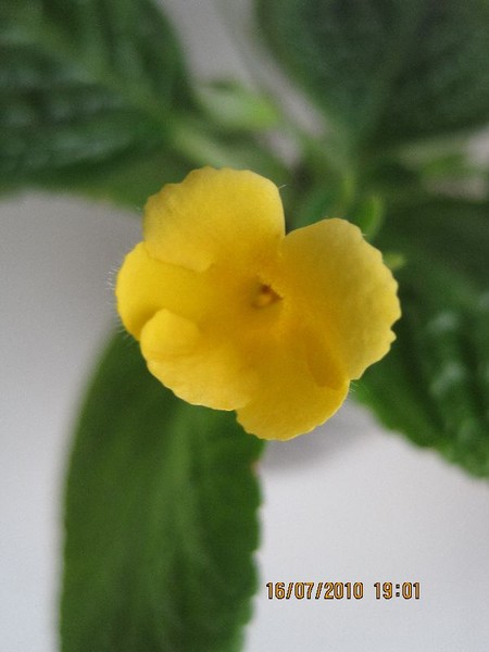 yellow flower5.jpg