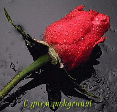 dr0003 Роза с каплями.jpg
