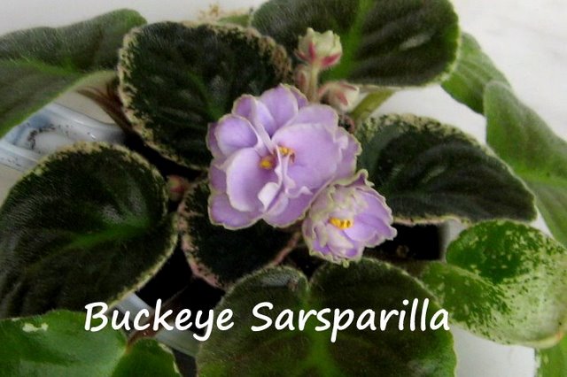 Buckeye Sarsparilla_01b.JPG