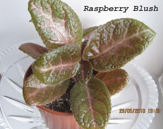 raspberry blush 1.jpg