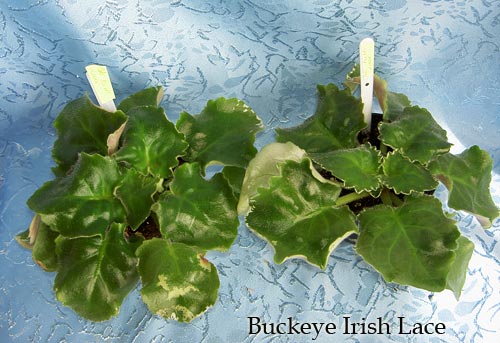 Buckeye-Irish-Lace.jpg