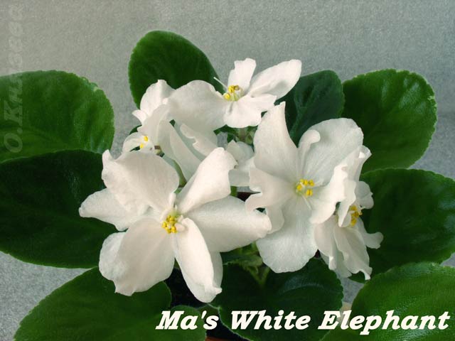 Ma's-White-Elephant.jpg