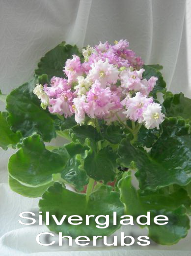 Silverglade Cherubs (Harrison).jpg