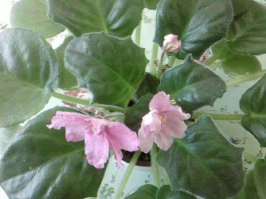 SPM_A0107.jpg