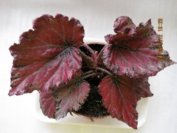 begonia 11.jpg