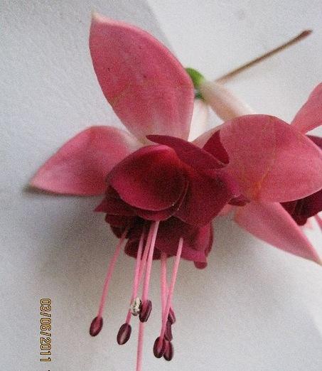 fucsia 2.jpg