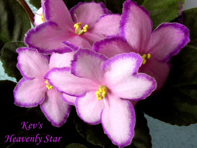 Kev's-Heavenly-Star1.jpg