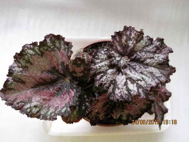 begonia 33.jpg