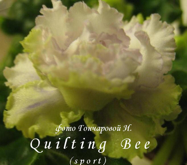 Quilting Bee (sport).jpg