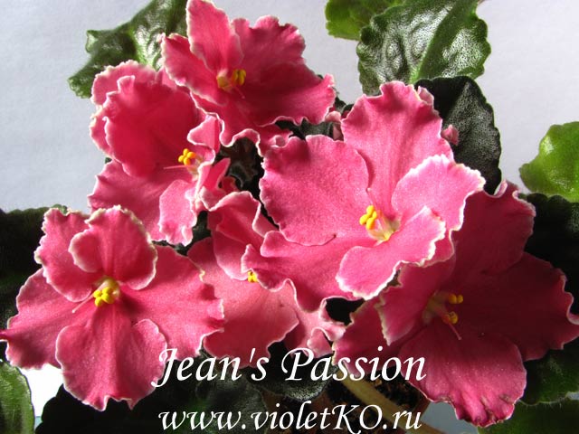 Jean's-Passion.jpg