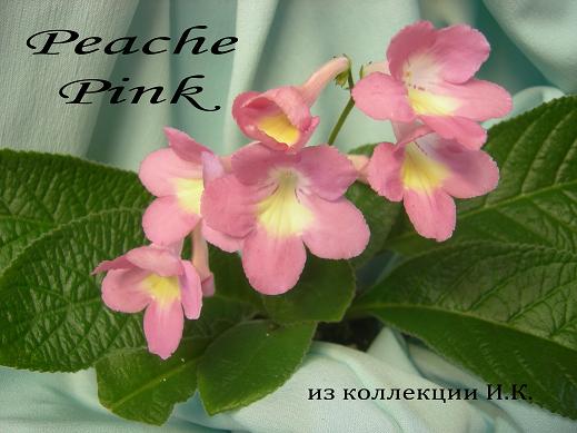 Peache Pink1.jpg
