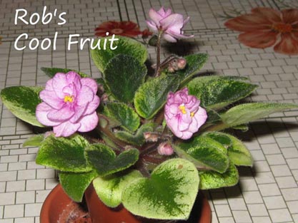 Rob's Cool Fruit_2a.jpg