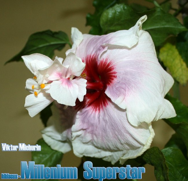 millenium superstar-3.jpg