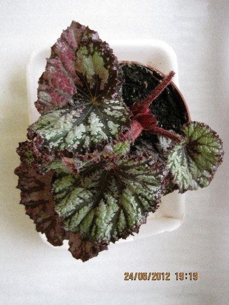 begonia 55.jpg