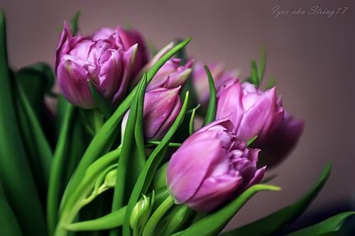 0_1c3d5_b50d5e55_L.jpg