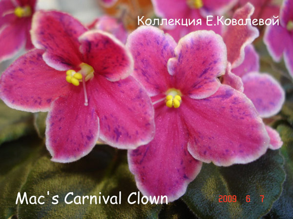 Mac's-Carnival-Clown11.jpg