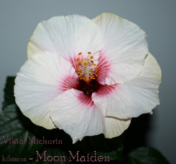 moon maiden-2b.jpg