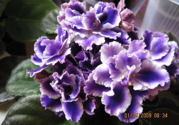Rhapsodie Cora (Holtkamp).jpg