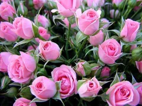 roses.jpg