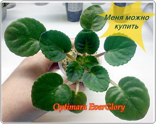 DSC00060.jpg