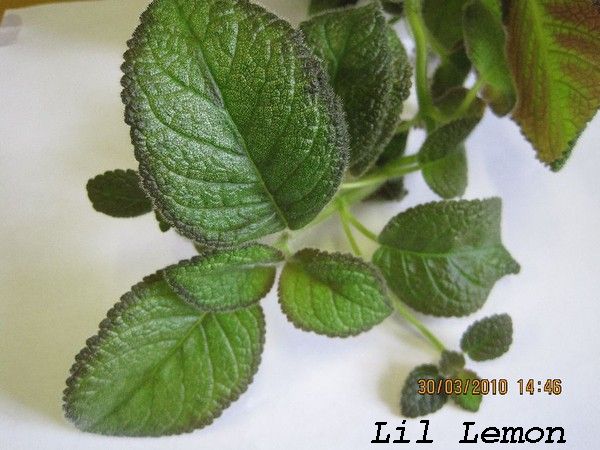 lil lemon.jpg