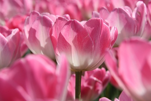 tulips3.jpg