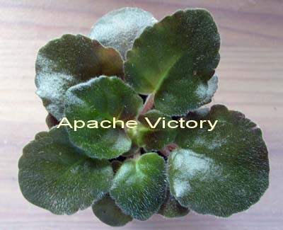 Apache Victory.jpg