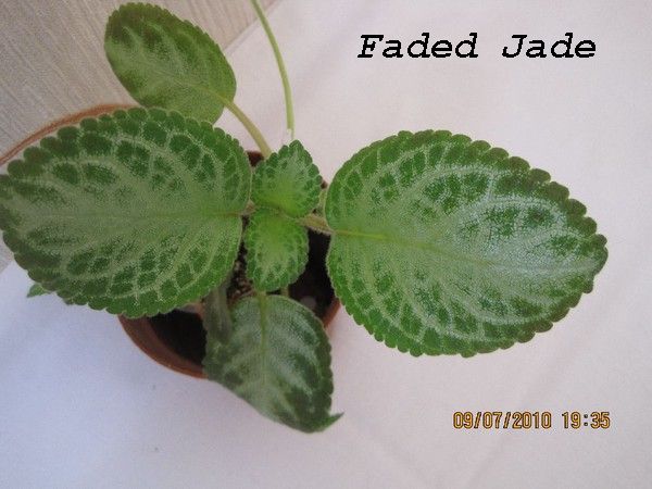 FADED JADE 2.jpg