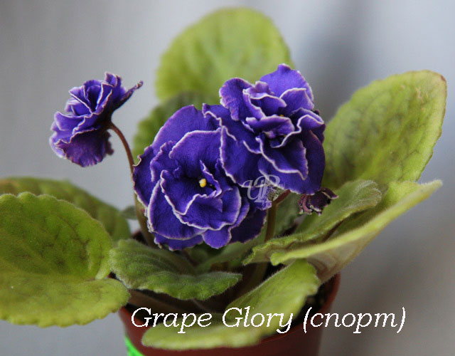 Grape-Glory-спорт1.jpg