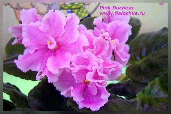 Pink-Duchess.jpg
