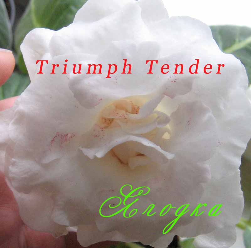 Triumph Tender.jpg