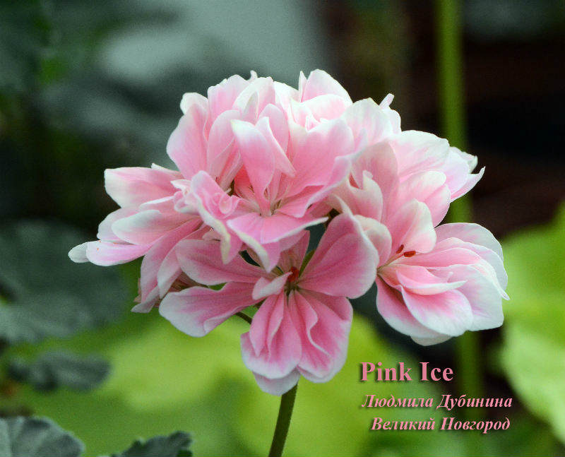 Pink Ice_3.jpg