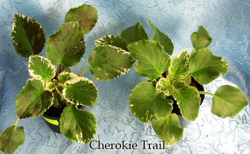Cherokie-Trail.jpg
