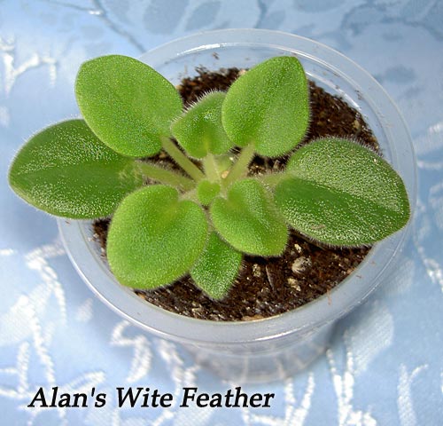 Alan's-Wite-Feather.jpg