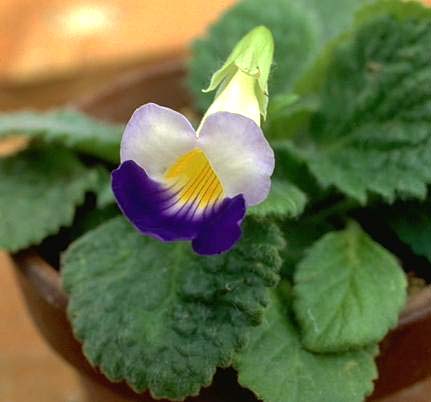 Chirita-dielsii-briggsioides-flower.jpg