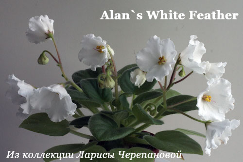Alan`s-White-Feather.jpg