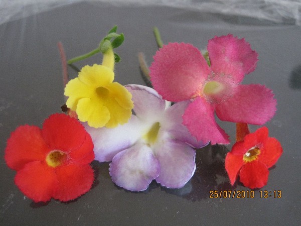 flowers1.jpg