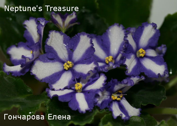 Neptune's Treasure выс..jpg