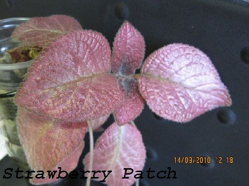 Strawberry Patch.jpg