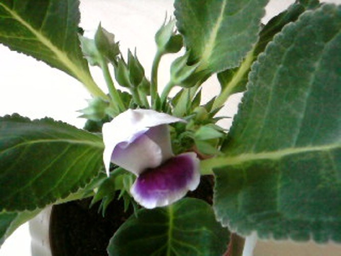 SPM_A0102.jpg