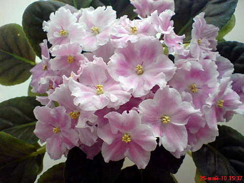 DSC00828.jpg