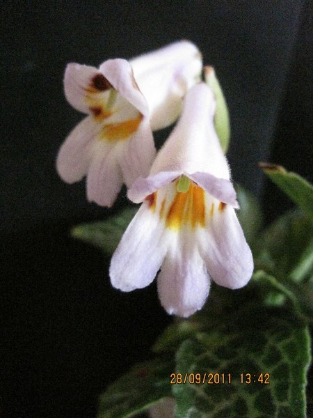 Sinensis Angustifolia.jpg